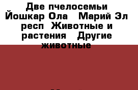 Две пчелосемьи Йошкар Ола - Марий Эл респ. Животные и растения » Другие животные   . Марий Эл респ.